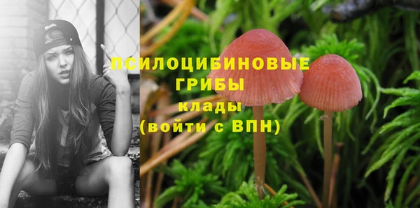 сатива Белокуриха